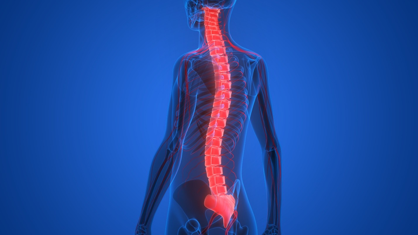 Human torso illustration with spine highlighted in red
